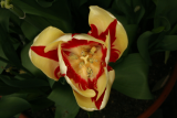 Tulipa 'World Expression' RCP4-2015 265.JPG